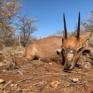 Hunt Steenbok in South Africa