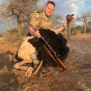 Hunting Ostrich in South Africa