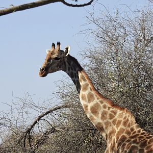 Giraffe @ Erindi Game Reserve