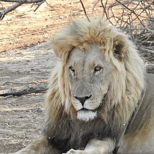 Two lions @ Erindi Game Reserve