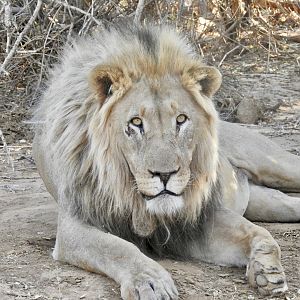 Two lions @ Erindi Game Reserve