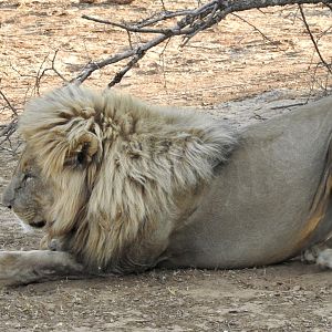 Two lions @ Erindi Game Reserve