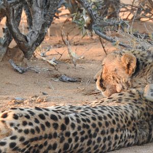 Two cheetah near warthog kill @ Erindi Game Reserve