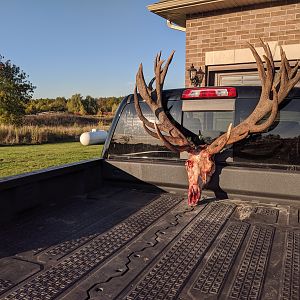 Hunt Red Stag in Canada