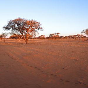 Namibia Hunting