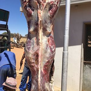 Kudu Hunting Namibia