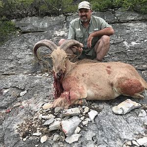 Hunting Aoudad in Texas