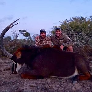 Hunting Sable in South Africa