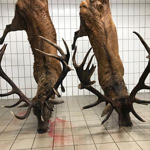 Germany Hunt Red Stag