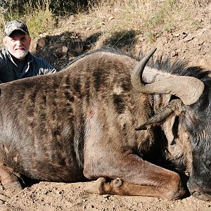 Blue Wildebeest Hunt South Africa