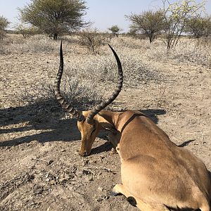 Botswana Hunt Impala