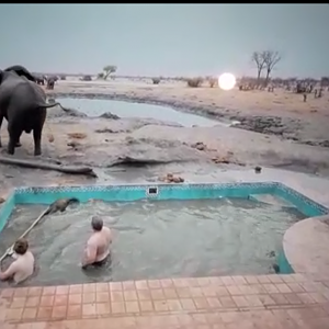 Elephant Calf Rescue