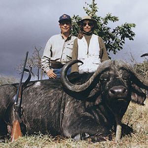 SCI #6 Cape Buffalo