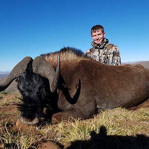 Hunting Black Wildebeest in South Africa