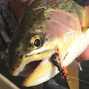 Rainbow Trout Fly Fishing Montana & Idaho USA