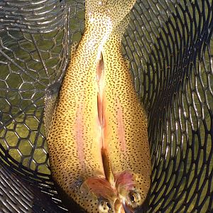 Montana & Idaho USA Fly Fishing Rainbow Trout