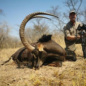South Africa Bow Hunting Sable