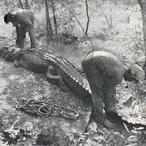 India Hunting Crocodile