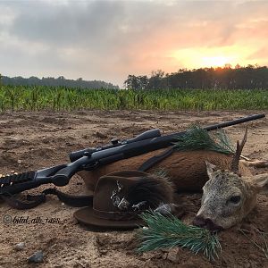 Hunting Roe Deer