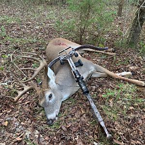 White-tailed Deer Bow Hunt Texas USA