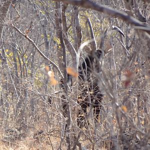 Sable Antelope in Zimbabwe