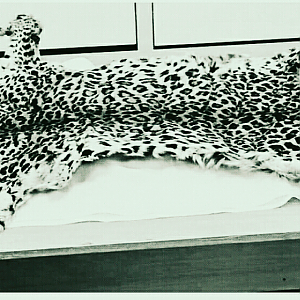 Leopard Skin