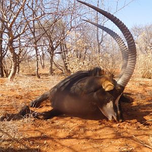 Hunting Sable in South Africa