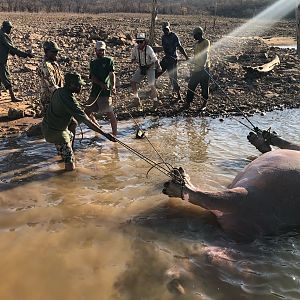 Zimbabwe Hunting Hippo