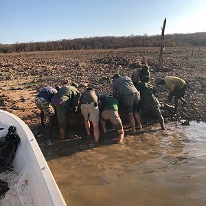 Hunt Hippo in Zimbabwe