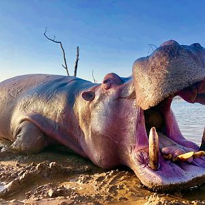 Hunt Hippo in Zimbabwe