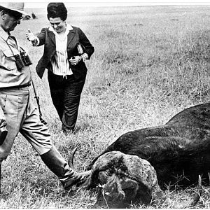 Kenya Hunt Cape Buffalo