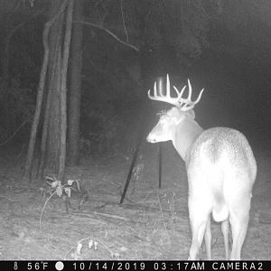 Trail Cam Pictures White-tailed Deer