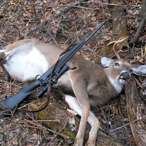 Hunting White-tailed Deer USA