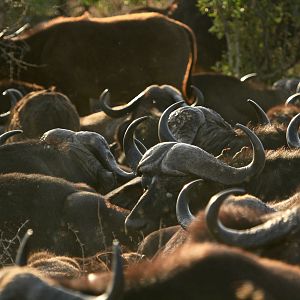 Cape Buffalo South Africa