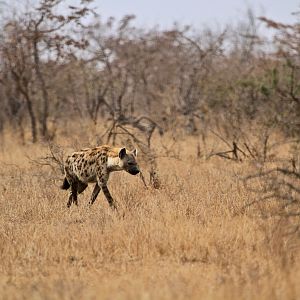 Spotted Hyena South Africa