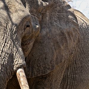 Elephant South Africa