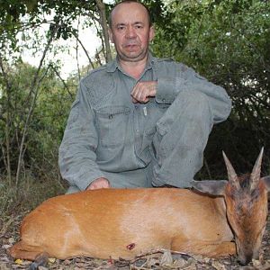 Red Duiker Hunting Mozambique