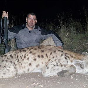 Spotted Hyena Hunting Mozambique