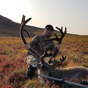 Hunt Caribou in Alaska USA