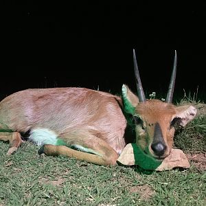 Steenbok Hunting South Africa