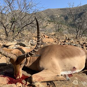 South Africa Hunt Impala