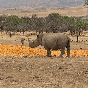 View of Rhino from Blind South Africa