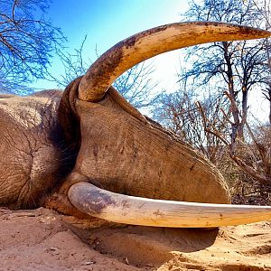 Elephant Hunt South Africa