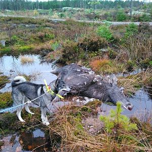 Moose Cow Hunting Sweden