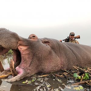 Mozambique Hunting Hippo