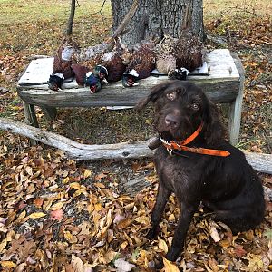 Pheasant Hunting USA