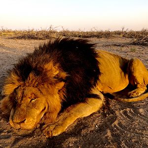 Hunting Lion in South Africa