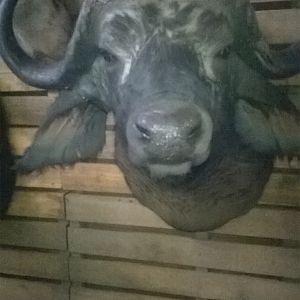 Buffalo Shoulder Mount Taxidermy