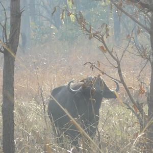 Cape Buffalo in Tanzania