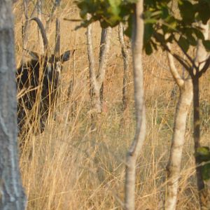 Sable in Tanzania